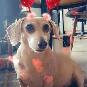 Meet your Posher, Laing